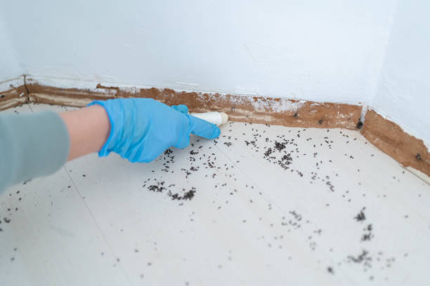 Best Termite Inspection and Treatment  in Mount Pleasant, NC